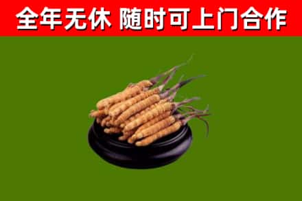 铁门关回收散虫草